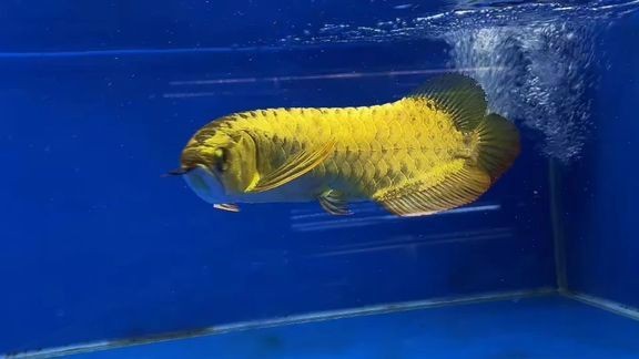 給我推薦一些金龍魚的視頻原創作品 給我推薦一些金龍魚的視頻原創作品 龍魚論壇 第3張