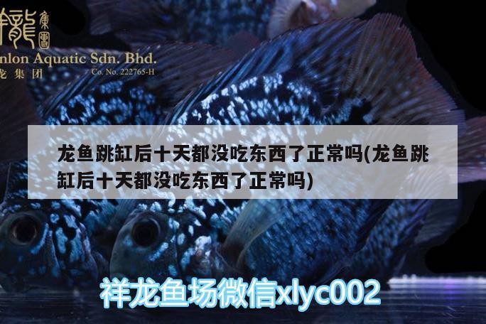 哪些龍魚品種更適合喂熟蝦？，哪些龍魚品種不適合喂熟蝦
