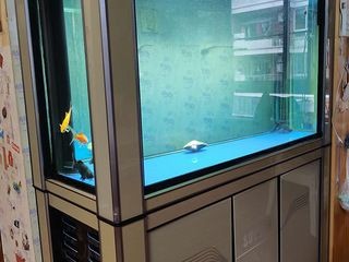 出售森森牌二手魚缸(八成新)（森森牌二手魚缸）