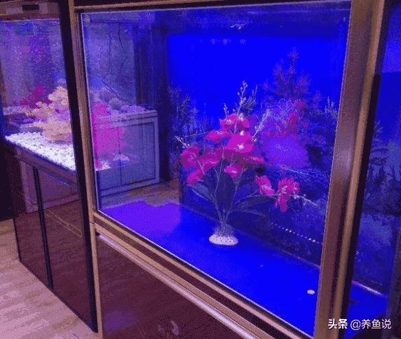 高溫暴曬和紫外線消毒的區別：觀賞魚缸消毒誤區解析魚缸消毒誤區解析魚缸消毒對比