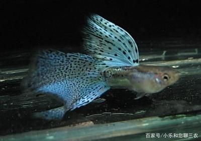 高溫暴曬和紫外線消毒的區別：觀賞魚缸消毒誤區解析魚缸消毒誤區解析魚缸消毒對比