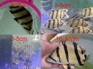 印尼紅龍魚在印尼是不是很便宜（印尼紅龍魚價格在印尼并不是普遍便宜，根據搜索結果）