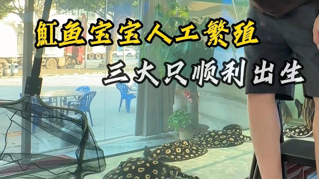 龍魚爛尾病治療期間需要投喂嗎，龍魚爛尾病治療期間喂食與換水時間表 龍魚爛尾病治療期間需要投喂嗎，龍魚爛尾病治療期間喂食與換水時間表 龍魚百科 第1張