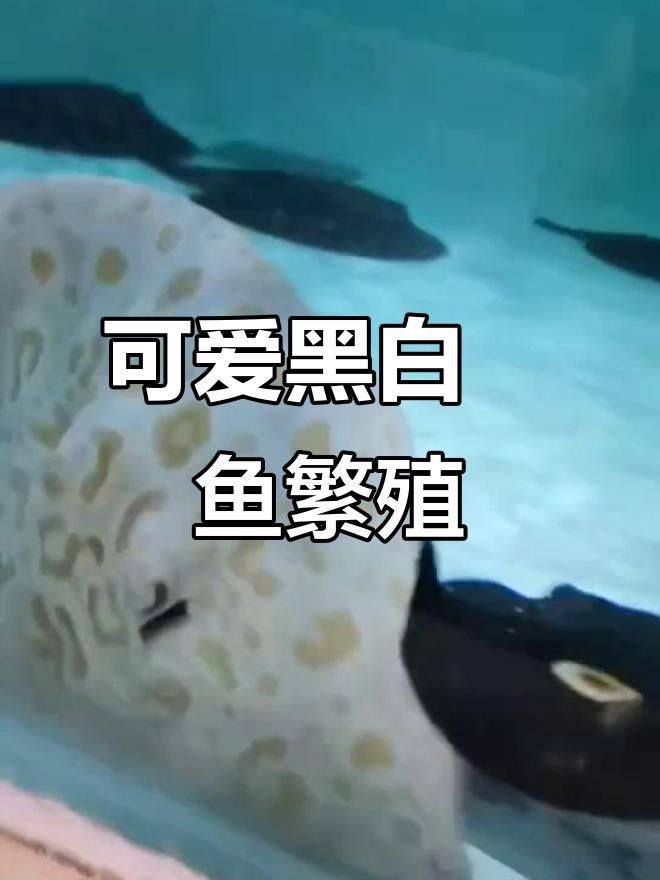 魟魚怎么繁殖視頻 魟魚怎么繁殖視頻 龍魚論壇 第4張