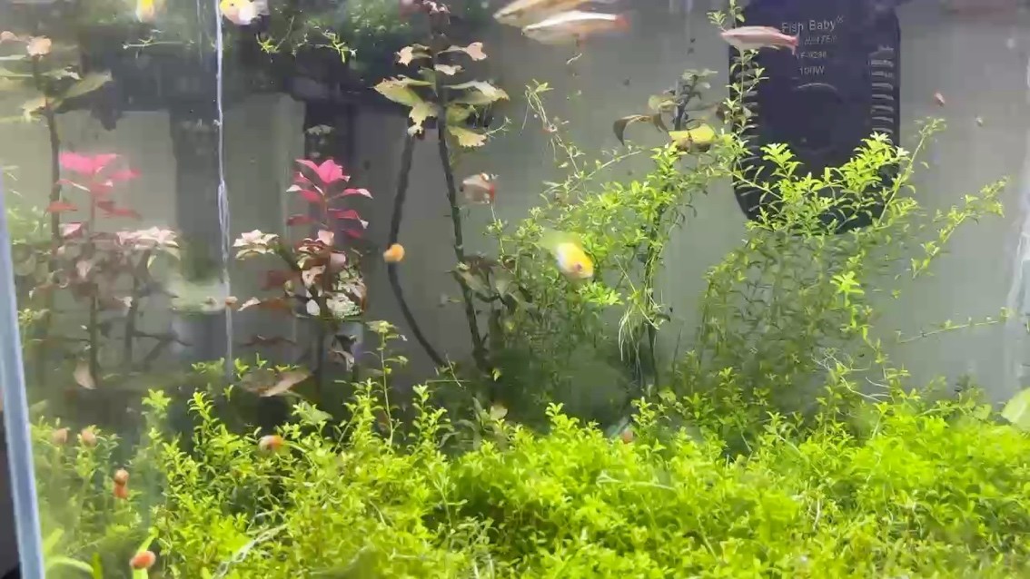 水洗 水洗 龍魚論壇
