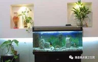 鎮宅最吉利的6種魚