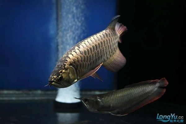 龍魚寬身高背，龍魚的體型特征