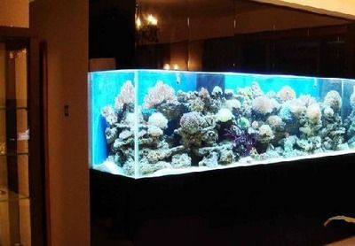 魚缸形狀對風水的影響：魚缸形狀對風水有何影響？