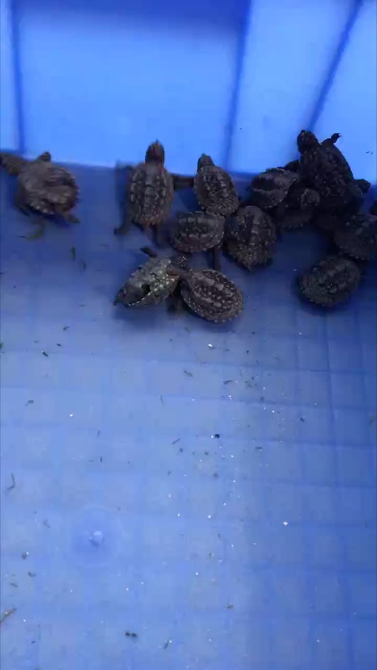斑點苗