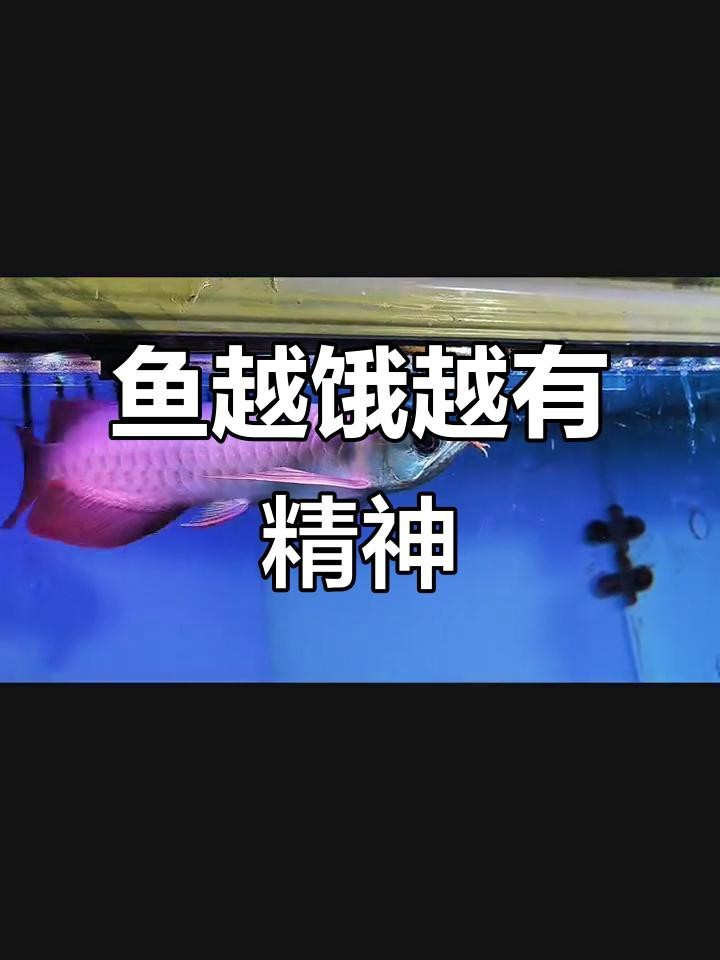 紅龍魚(yú)餓了會(huì)有什么表現(xiàn)？