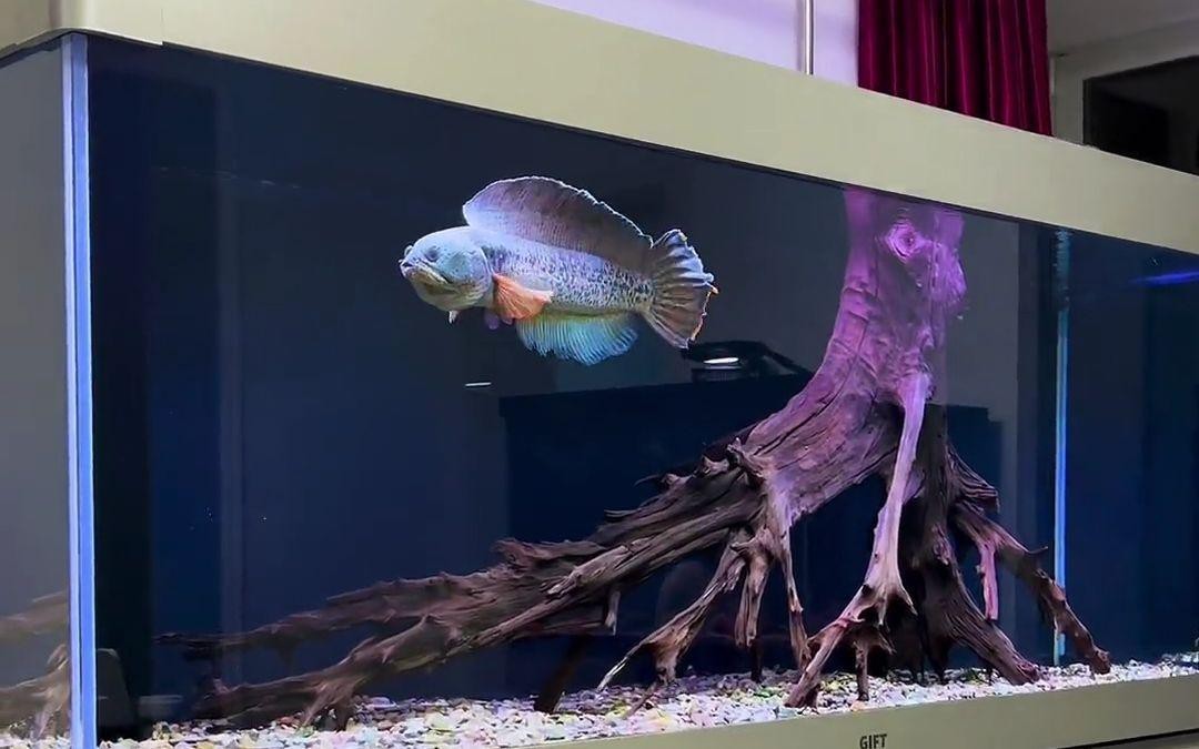 雷龍魚養殖需要哪些設備？