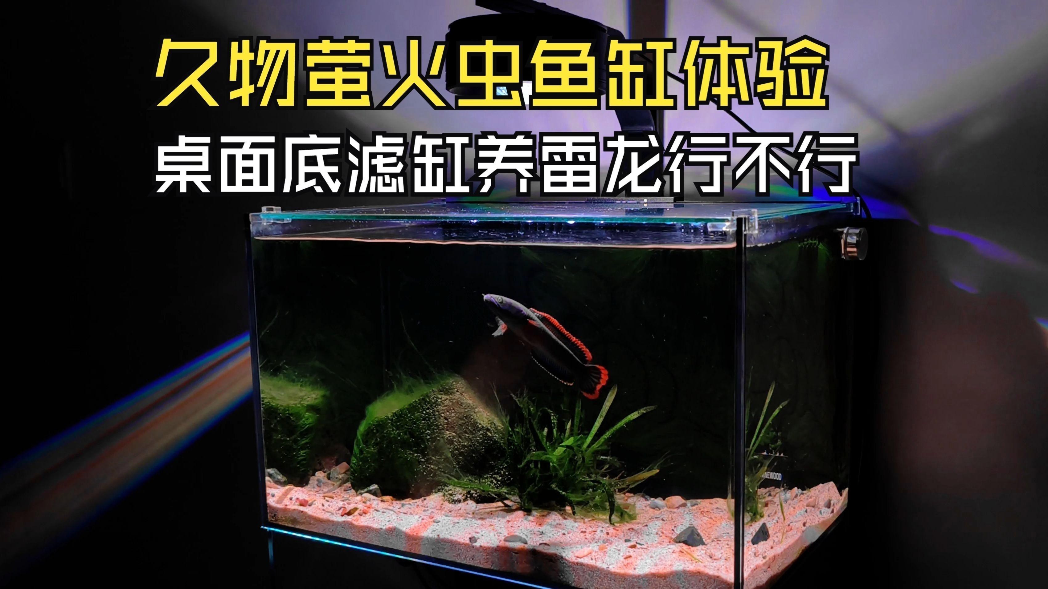 雷龍魚養殖需要哪些設備？