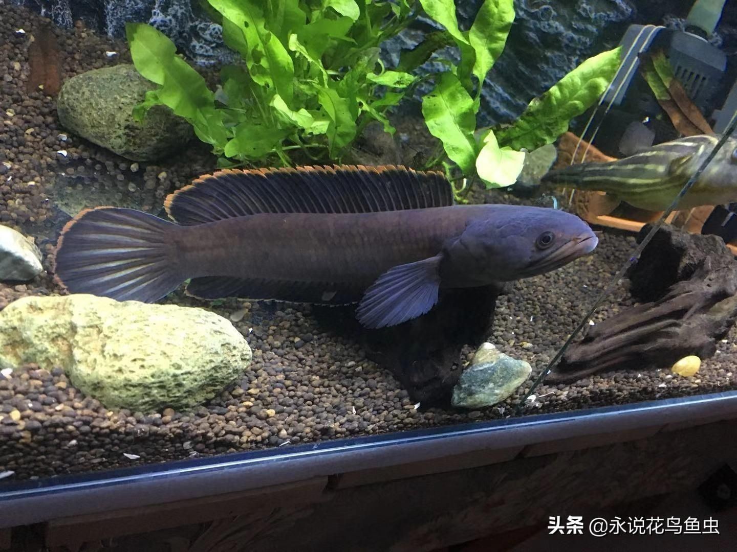 雷龍魚長(zhǎng)得快嗎，雷龍魚在幼魚階段的生長(zhǎng)速度相對(duì)較快，提高雷龍魚的生長(zhǎng)速度
