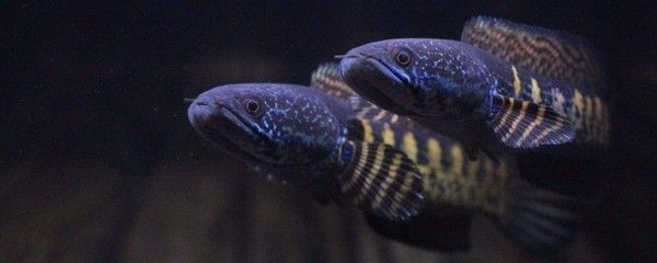 雷龍魚長(zhǎng)得快嗎，雷龍魚在幼魚階段的生長(zhǎng)速度相對(duì)較快，提高雷龍魚的生長(zhǎng)速度