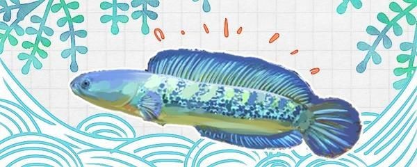 雷龍魚長(zhǎng)得快嗎，雷龍魚在幼魚階段的生長(zhǎng)速度相對(duì)較快，提高雷龍魚的生長(zhǎng)速度