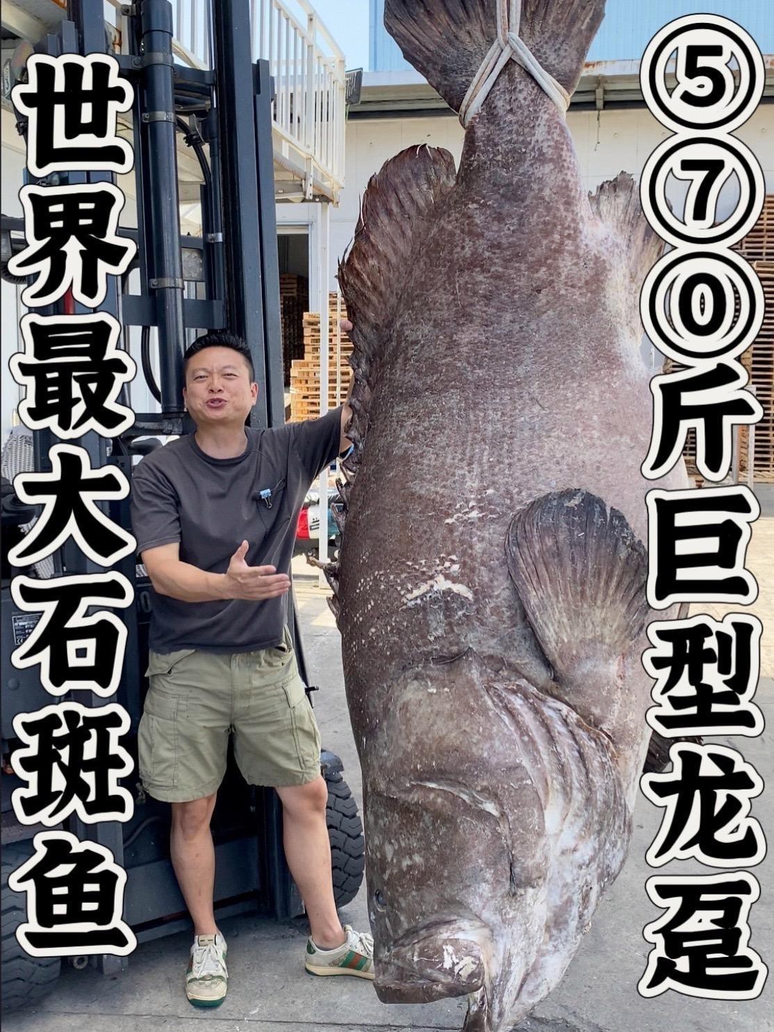 如何區(qū)分龍躉和石斑魚？