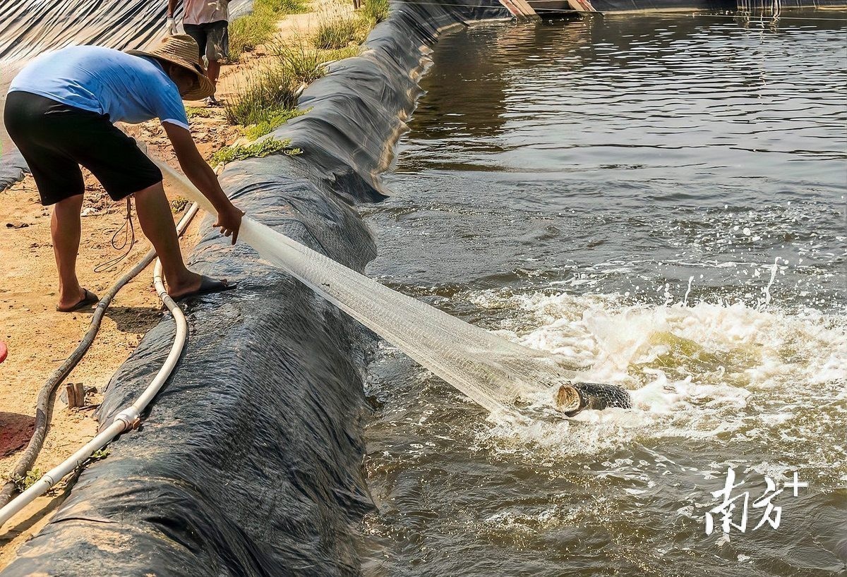 龍魚關燈后多久會吃食？，魚在關燈后多久開始進食取決于多種因素，龍魚拒食時有哪些常見原因