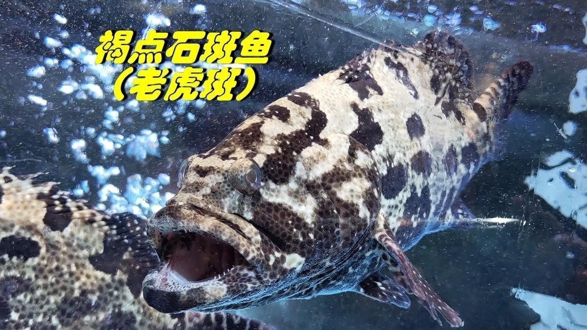 龍躉魚淡水養(yǎng)殖的飼料選擇