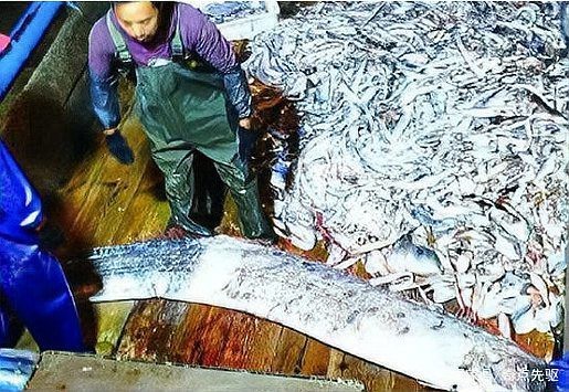 有哪些科學證據支持龍王魚與地震的關聯？