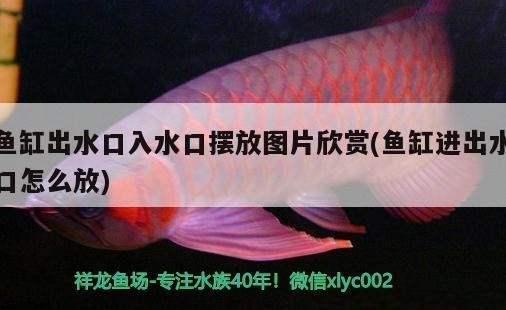 華龍水族精品店