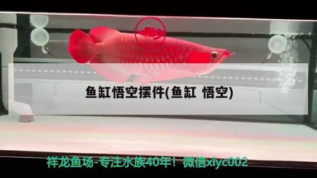 華龍水族精品店