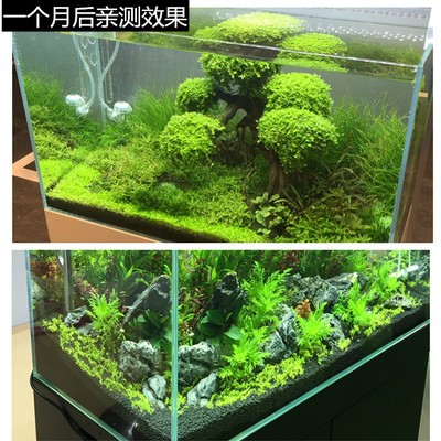 金鄉縣金鄉街道可麗愛水族館（兗州可麗愛水族）