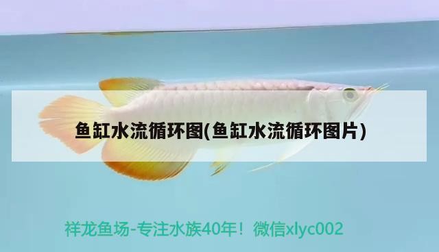 魚缸實體店和網上哪個好（實體店魚缸比網上貴多少）