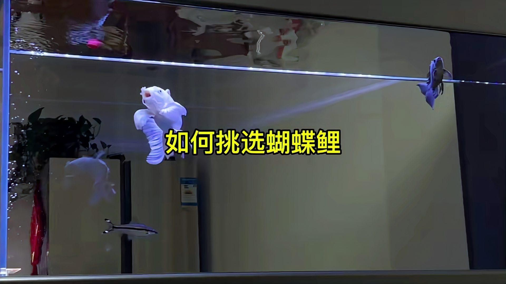 蝴蝶鯉什么品相的最好