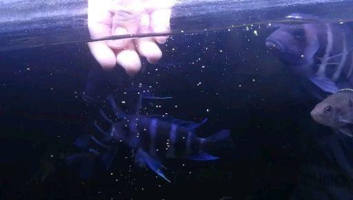 薩伊藍魚混養(yǎng)最忌三種顏色