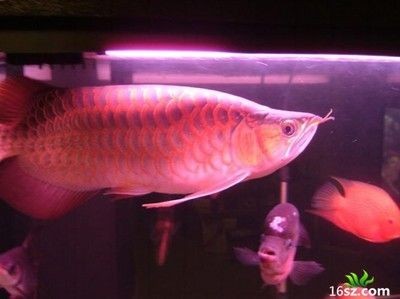 龍魚(yú)混養(yǎng)七彩神仙好嗎：探討龍魚(yú)與七彩神仙魚(yú)是否適合混養(yǎng)之前需要了解基本信息