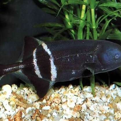 淡水長鼻子魚