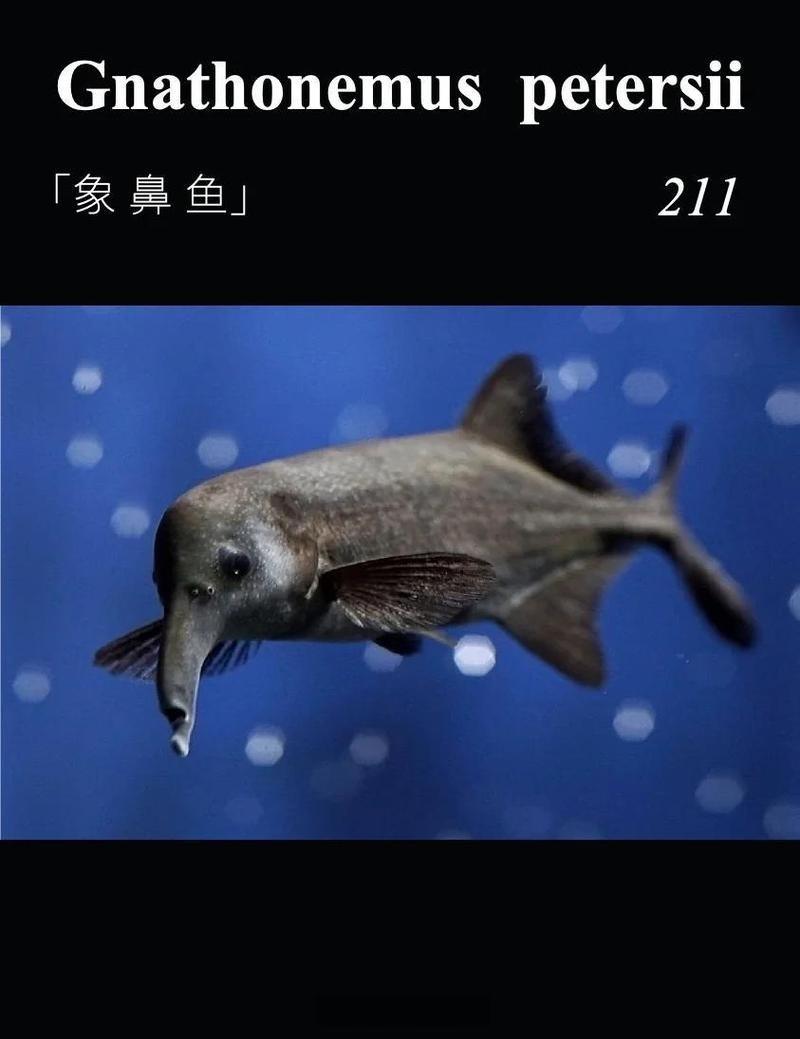 淡水長鼻子魚