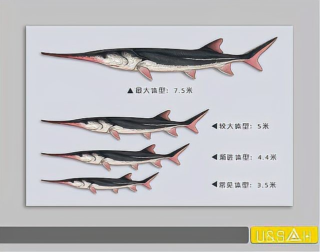 淡水長鼻子魚