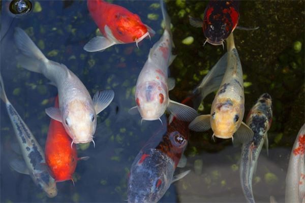 三種人不宜擺魚(yú)擺件