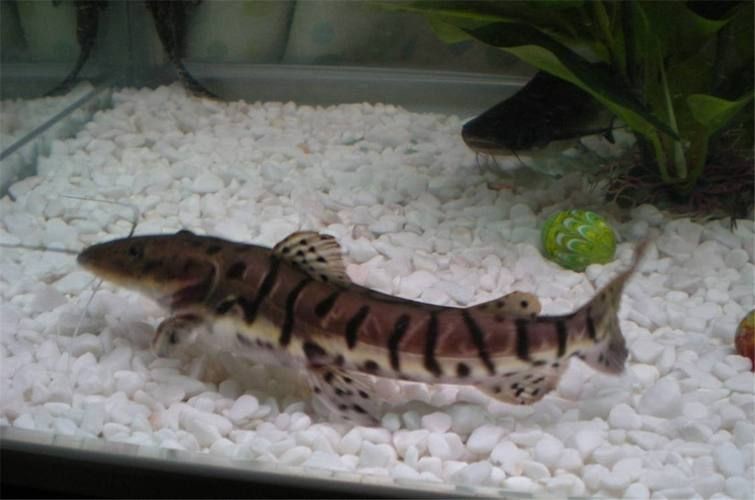 虎皮鯰魚圖片