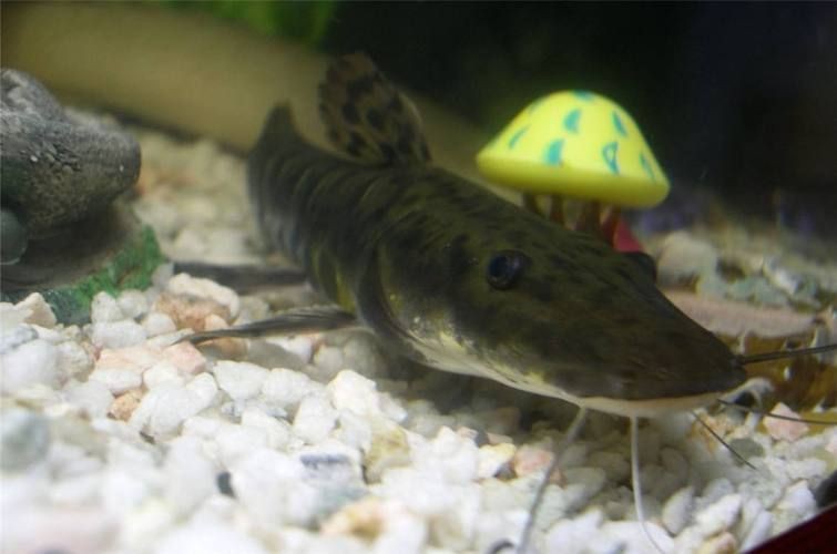 虎皮鯰魚圖片