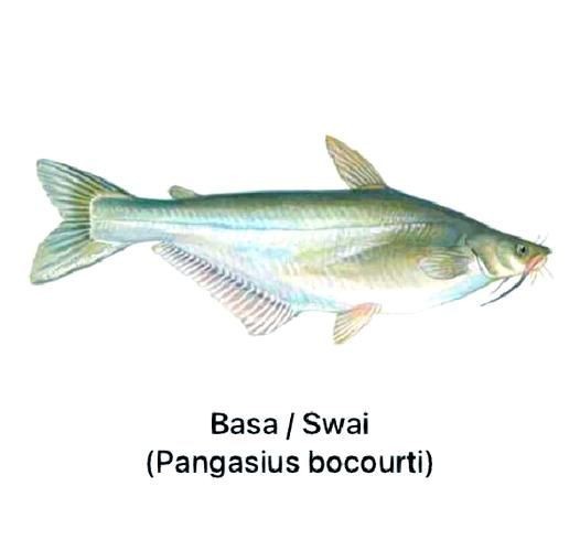 虎皮鯰魚圖片