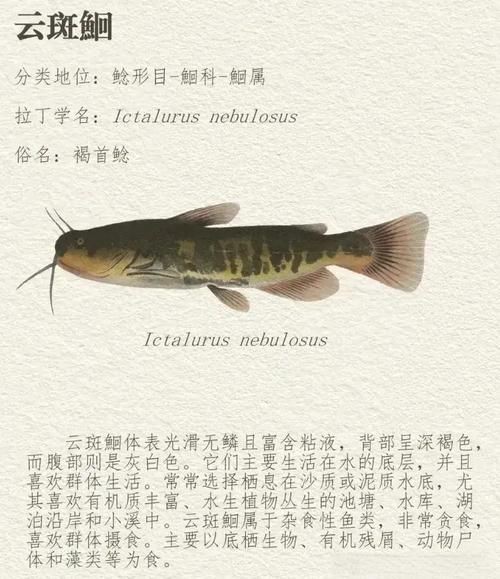 虎皮鯰魚圖片