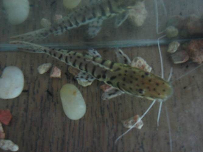 黑龍江省哈爾濱觀賞魚市場(chǎng)地址在哪里賣的魚種類多，哈爾濱觀賞魚市場(chǎng) 黑龍江省哈爾濱觀賞魚市場(chǎng)地址在哪里賣的魚種類多，哈爾濱觀賞魚市場(chǎng) 觀賞魚百科 第2張