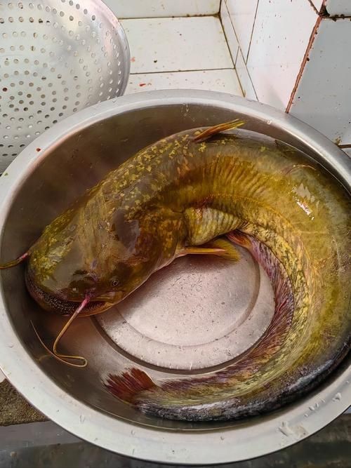 虎皮鯰魚圖片