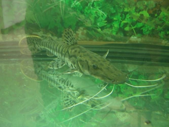 虎皮鯰魚圖片