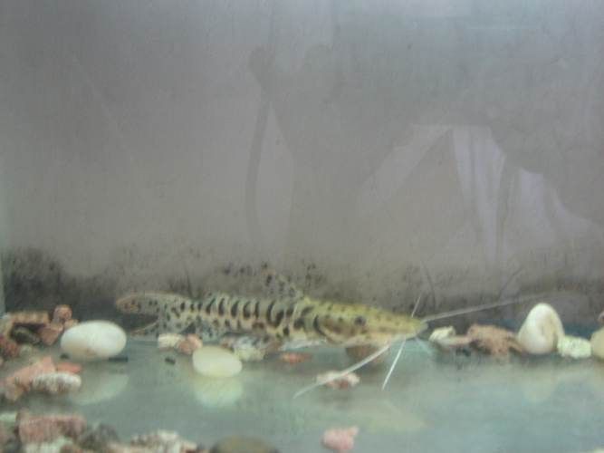 虎皮鯰魚圖片