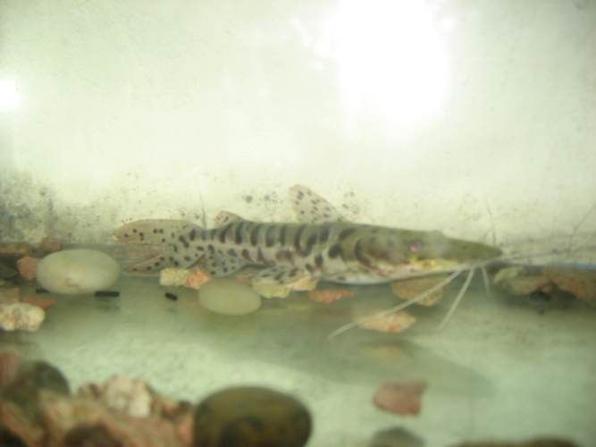 虎皮鯰魚圖片