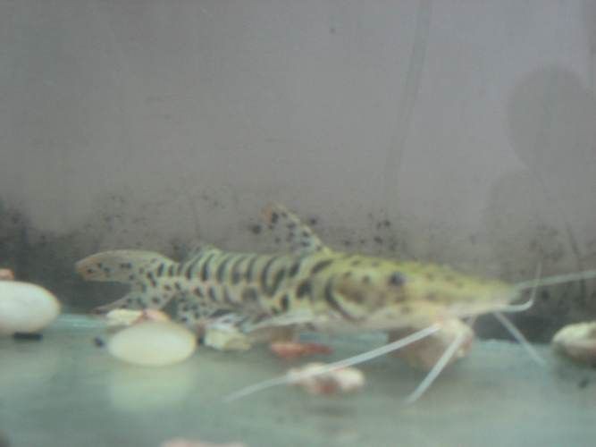 虎皮鯰魚圖片