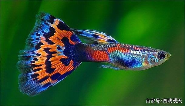 虎皮鯰魚圖片