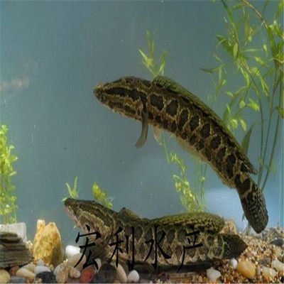 龍魚腹下黑色：龍魚腹下的黑色物質(zhì)是什么？
