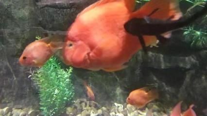 麒麟鸚鵡魚能和金龍魚混養(yǎng)嗎（麒麟鸚鵡魚和金龍魚可以混養(yǎng)嗎？）