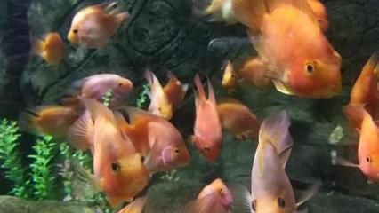 麒麟鸚鵡魚能和金龍魚混養(yǎng)嗎（麒麟鸚鵡魚和金龍魚可以混養(yǎng)嗎？）