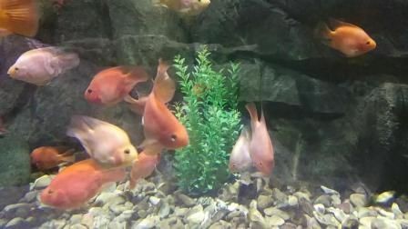 麒麟鸚鵡魚能和金龍魚混養(yǎng)嗎（麒麟鸚鵡魚和金龍魚可以混養(yǎng)嗎？）
