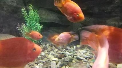 麒麟鸚鵡魚能和金龍魚混養(yǎng)嗎（麒麟鸚鵡魚和金龍魚可以混養(yǎng)嗎？）